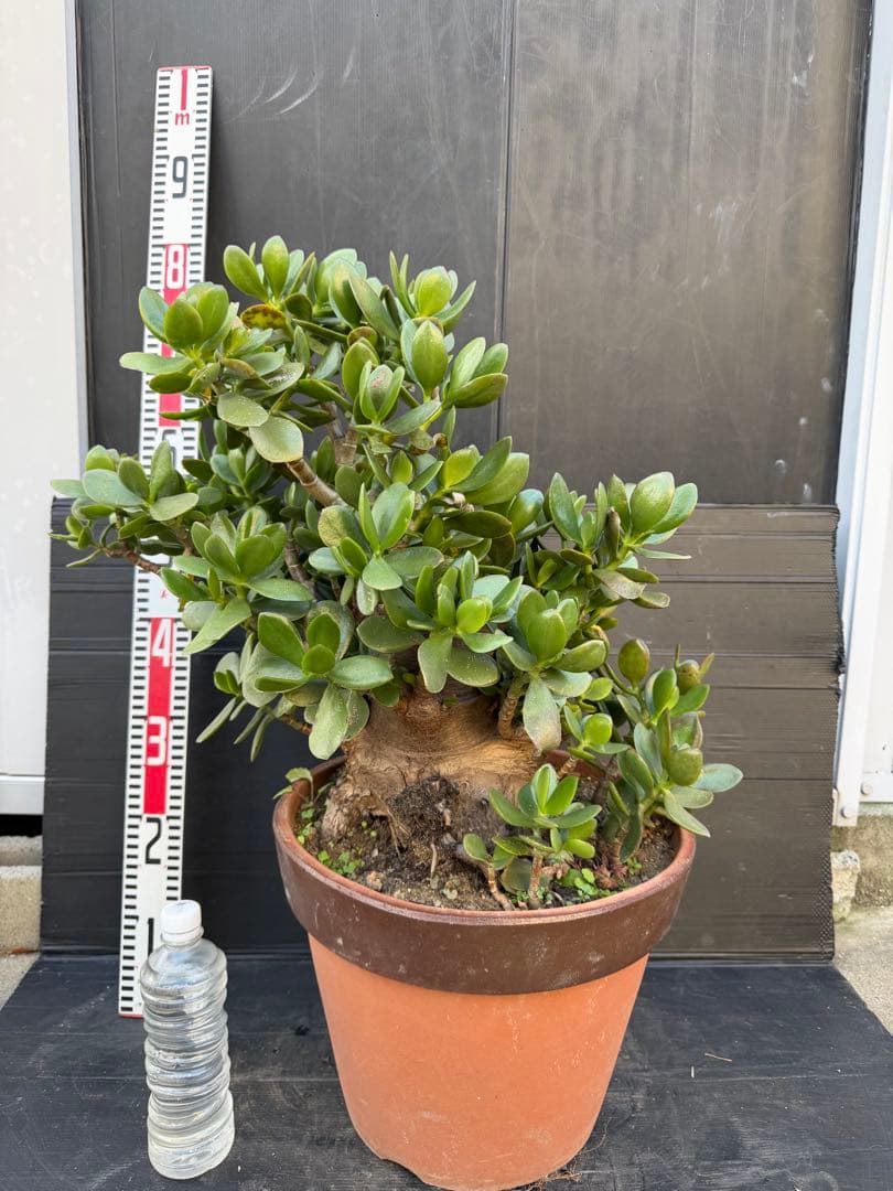 極太　金のなる木　マネーツリー　成金草　多肉植物 約60cm 茶色の鉢