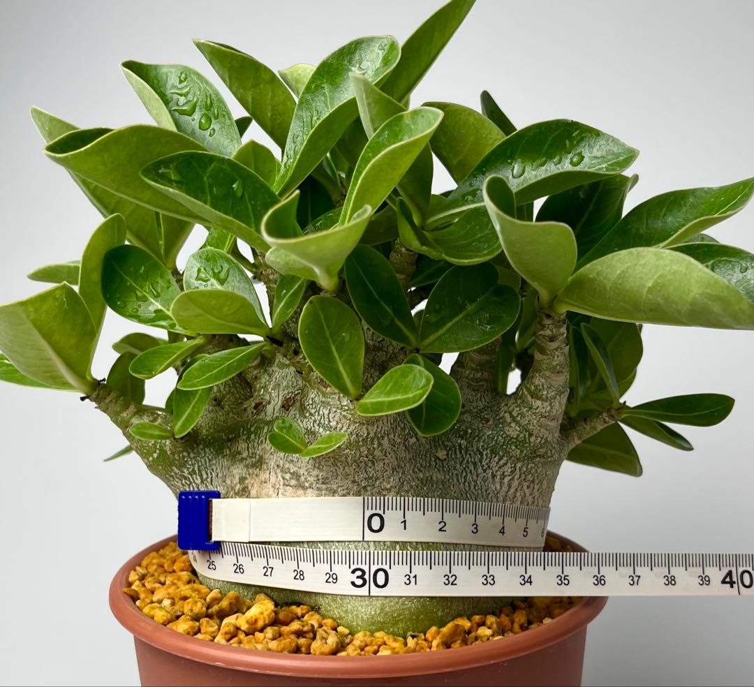 【激レア/ドワーフ/超極太/塊根】アデニウム アラビカムV2ハック鉢植えA-17