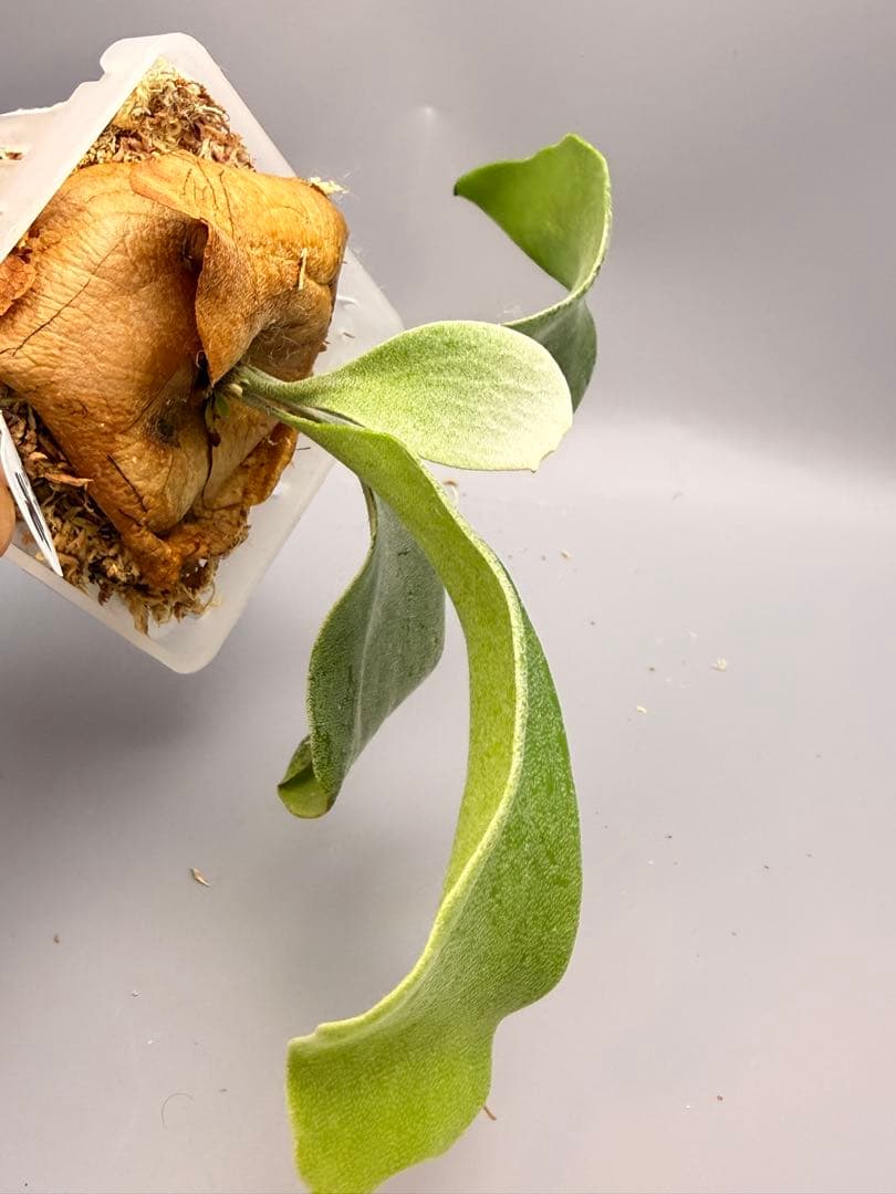 ビカクシダP.Emma, P.Blue monkey mix spore