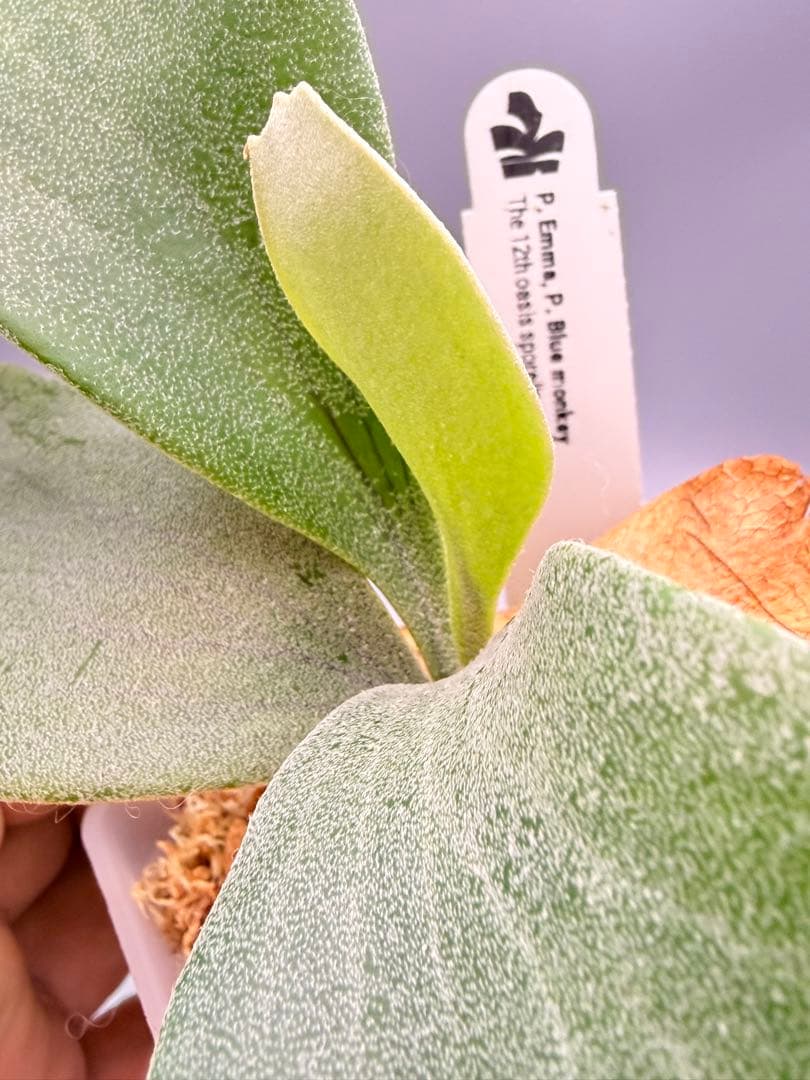 ビカクシダP.Emma, P.Blue monkey mix spore