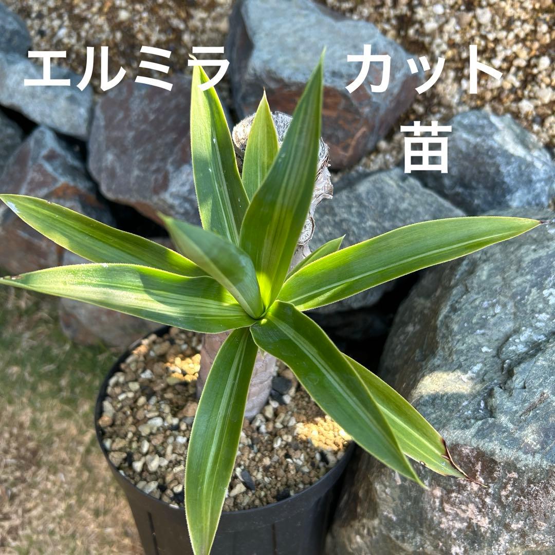 ホリダ　黄中斑　希少　ホリダ錦　アガベ　多肉植物