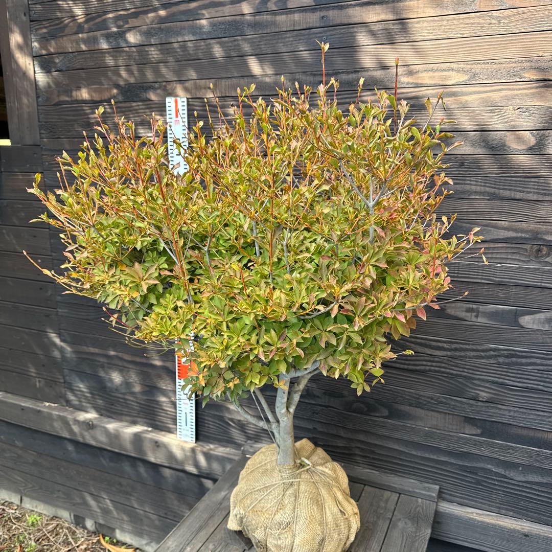 ドウダンツツジ/大株【現品発送】管理70726