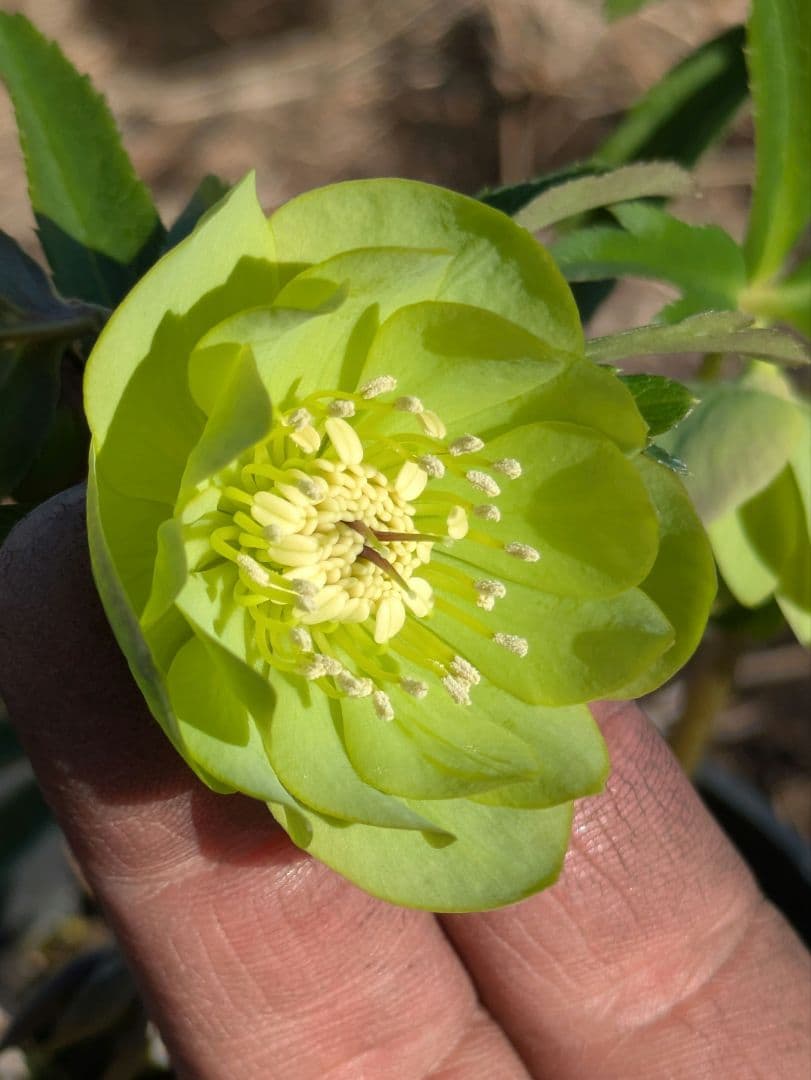 クリスマスローズ ウィンターシンフォニー【極美グリーン・多弁ダブル】開花株