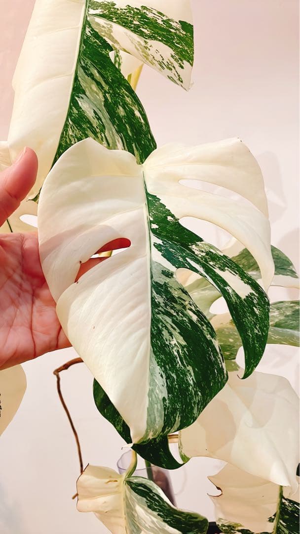 斑入りモンステラ　白斑　ホワイトタイガー