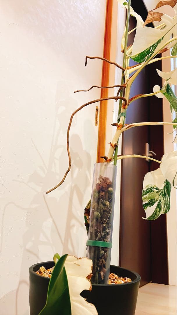 斑入りモンステラ　白斑　ホワイトタイガー