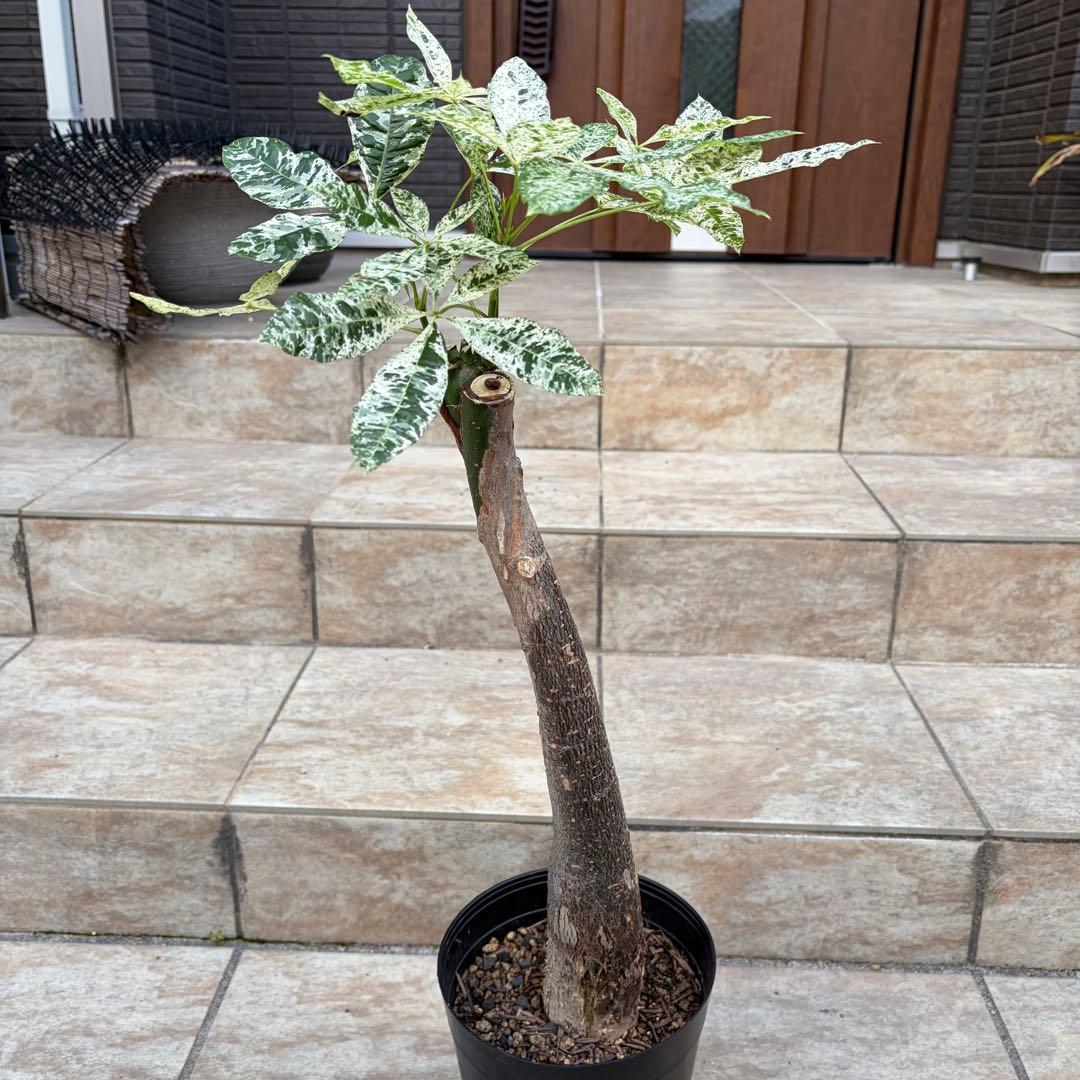 【大特価】パキラ　ミルキーウェイ　約5号鉢　No.002　鉢、送料込　メルカリ便