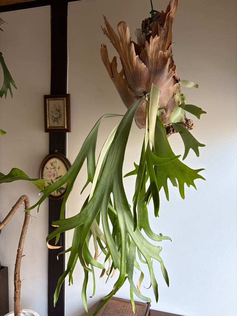 はなはなはなこ