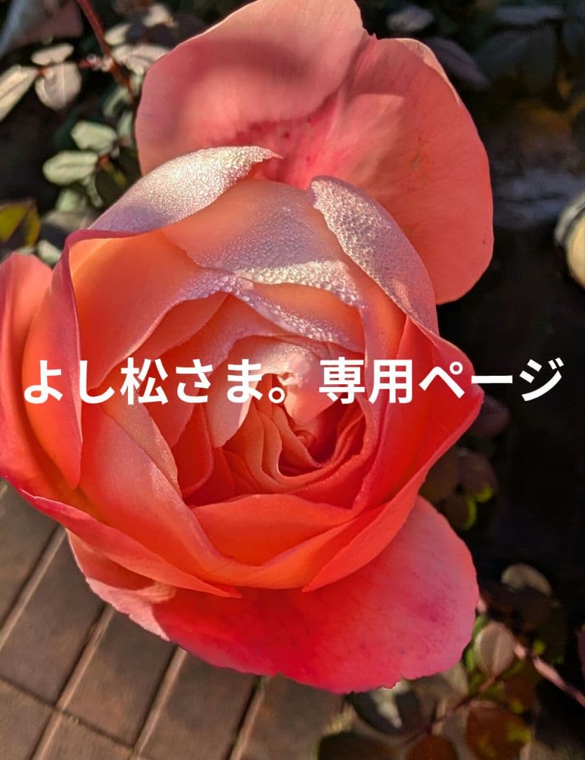 よし松さま。専用ページ