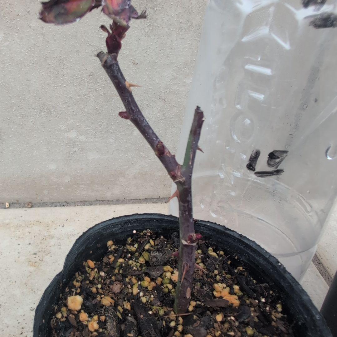 よし松さま。専用ページ