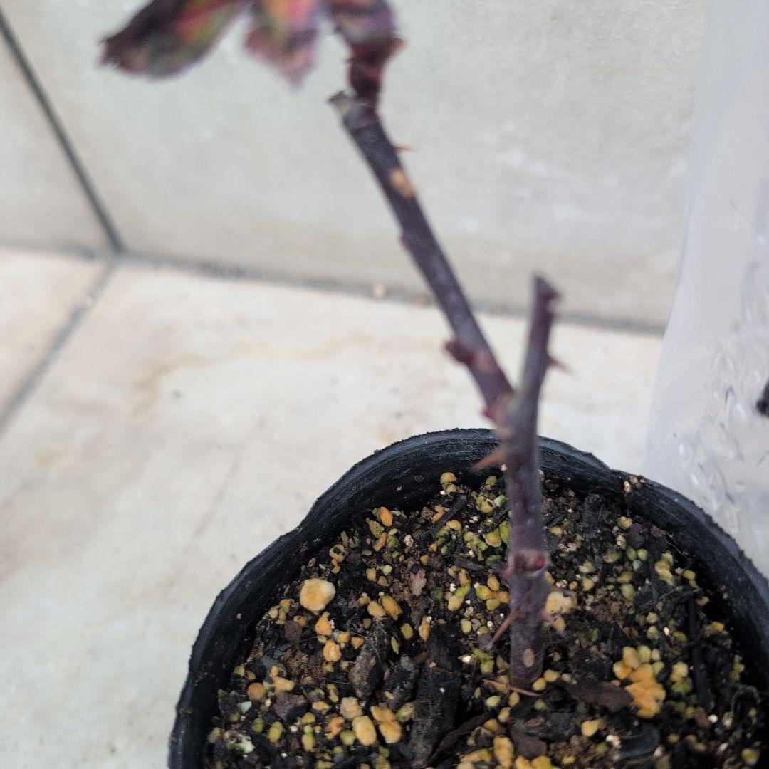 よし松さま。専用ページ