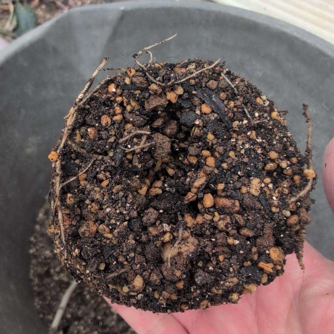 よし松さま。専用ページ