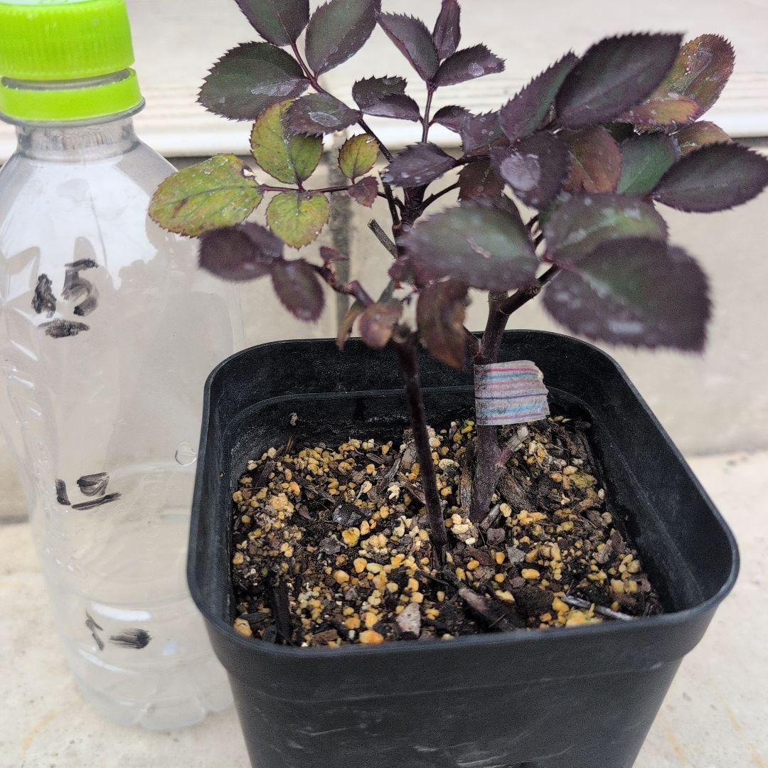 よし松さま。専用ページ