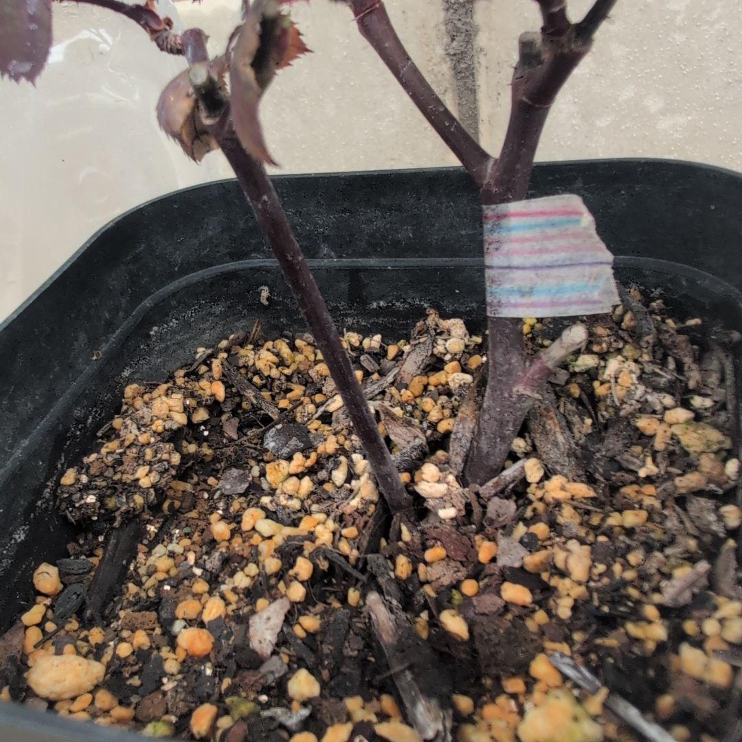 よし松さま。専用ページ