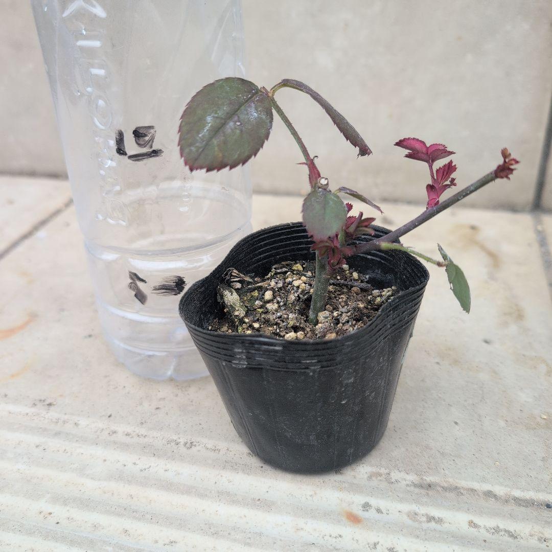 よし松さま。専用ページ