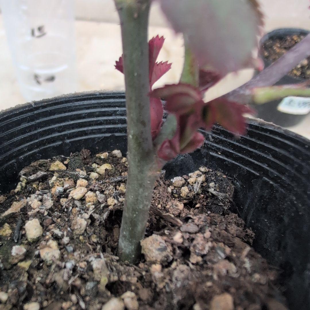 よし松さま。専用ページ