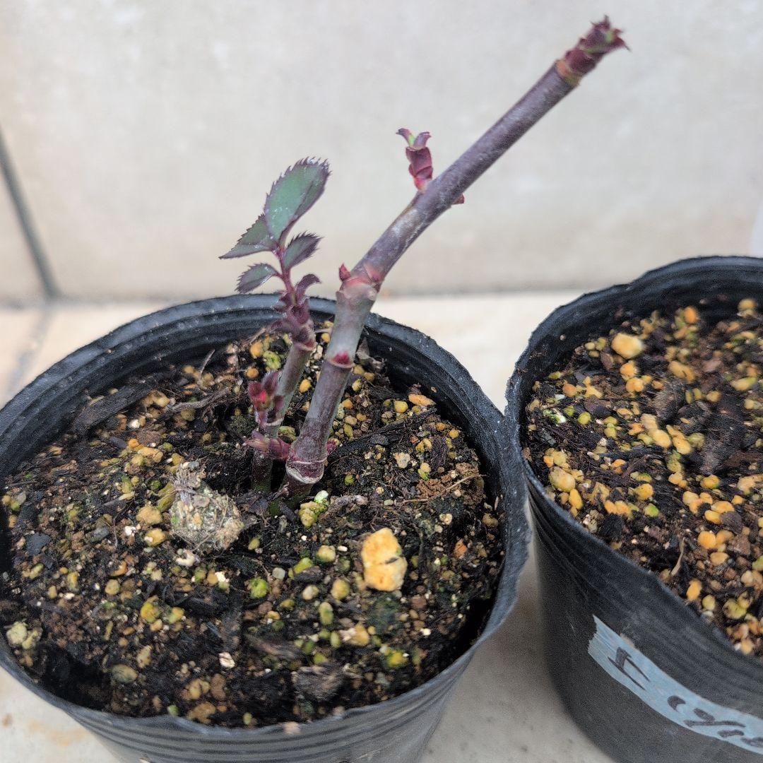 よし松さま。専用ページ