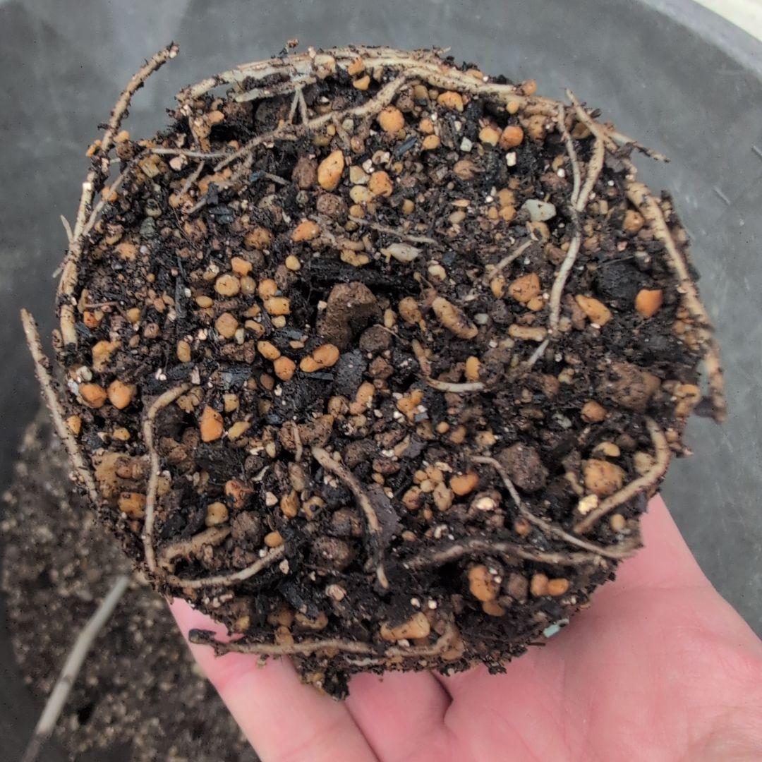 よし松さま。専用ページ