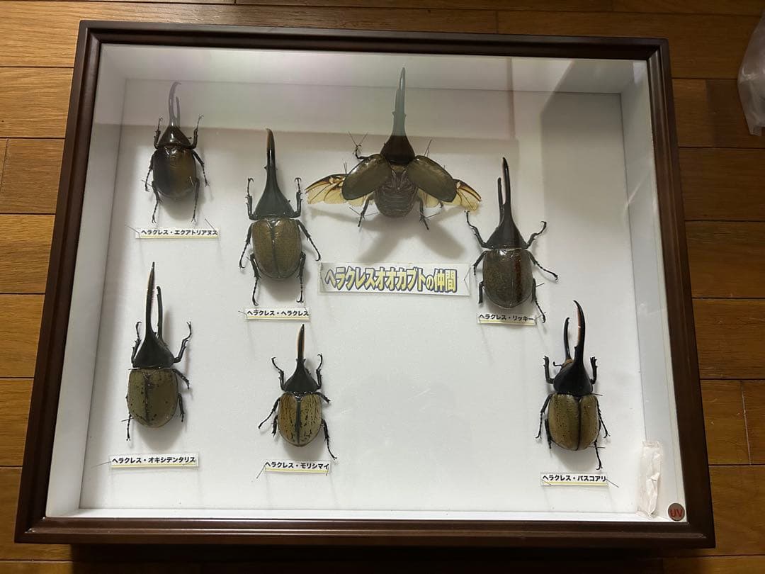 ヘラクレスオオカブト標本(亜種5種) シーラケース付きセット