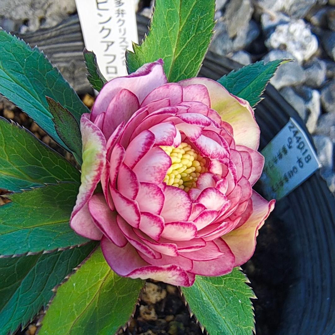 希少！認定ピンクアフロディーテ多弁小輪系 ブラッシュピコティ ペールピンク