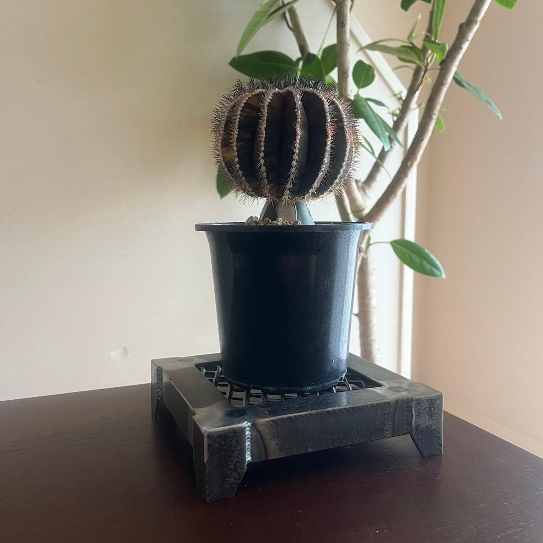 希少種　ペクチニフェラ　錦　斑入り　メタルトレイ付き