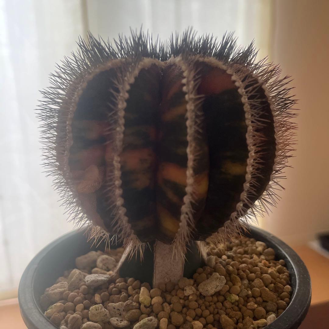 希少種　ペクチニフェラ　錦　斑入り　メタルトレイ付き