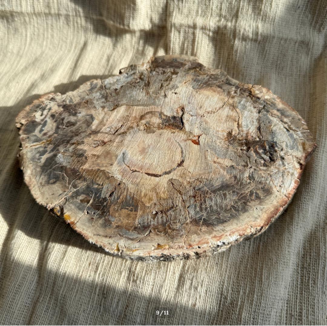 2.6kg【珪化木】ペトリファイドウッド トレイ