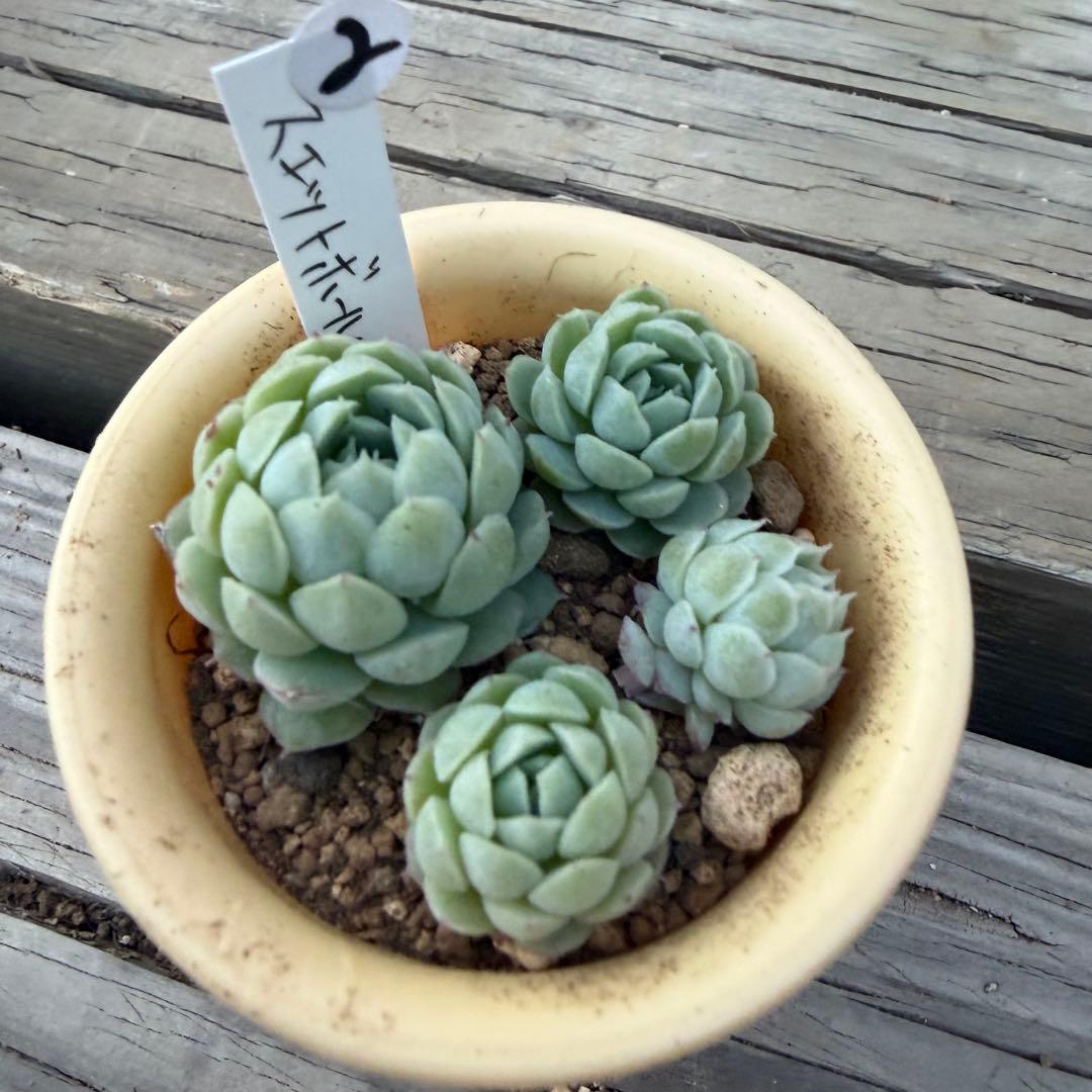 多肉植物　スエットボール　カット苗②