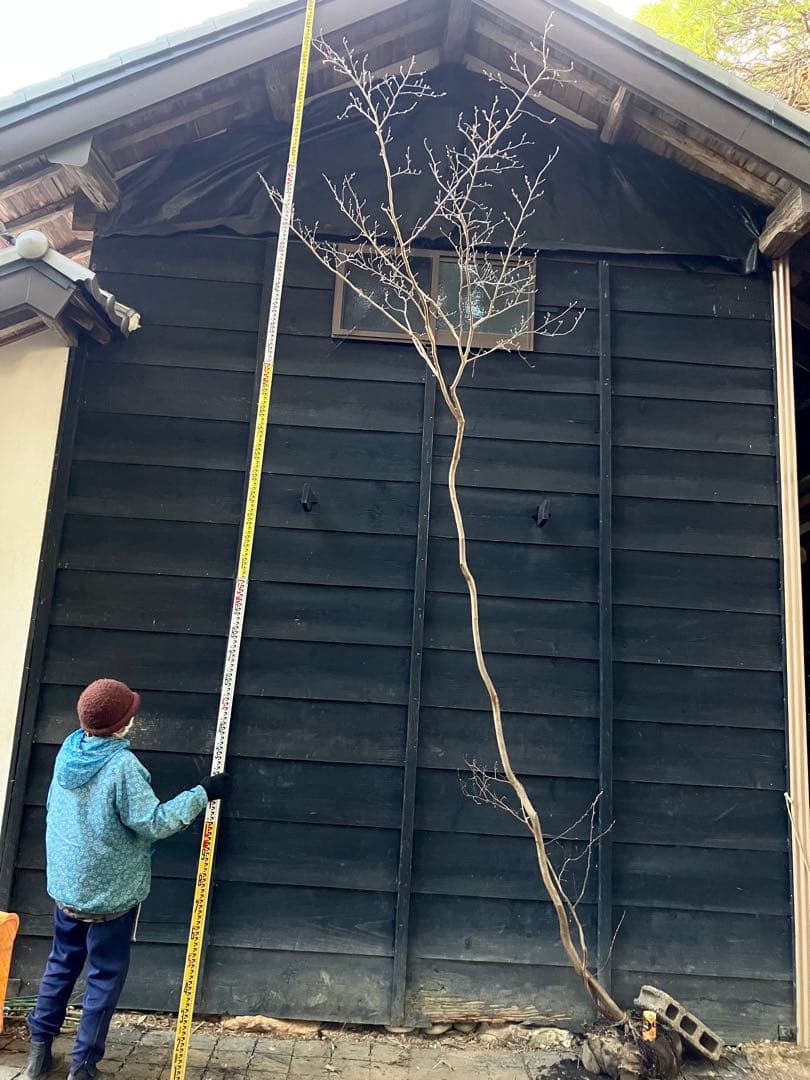 山採り　ヒメシャラ