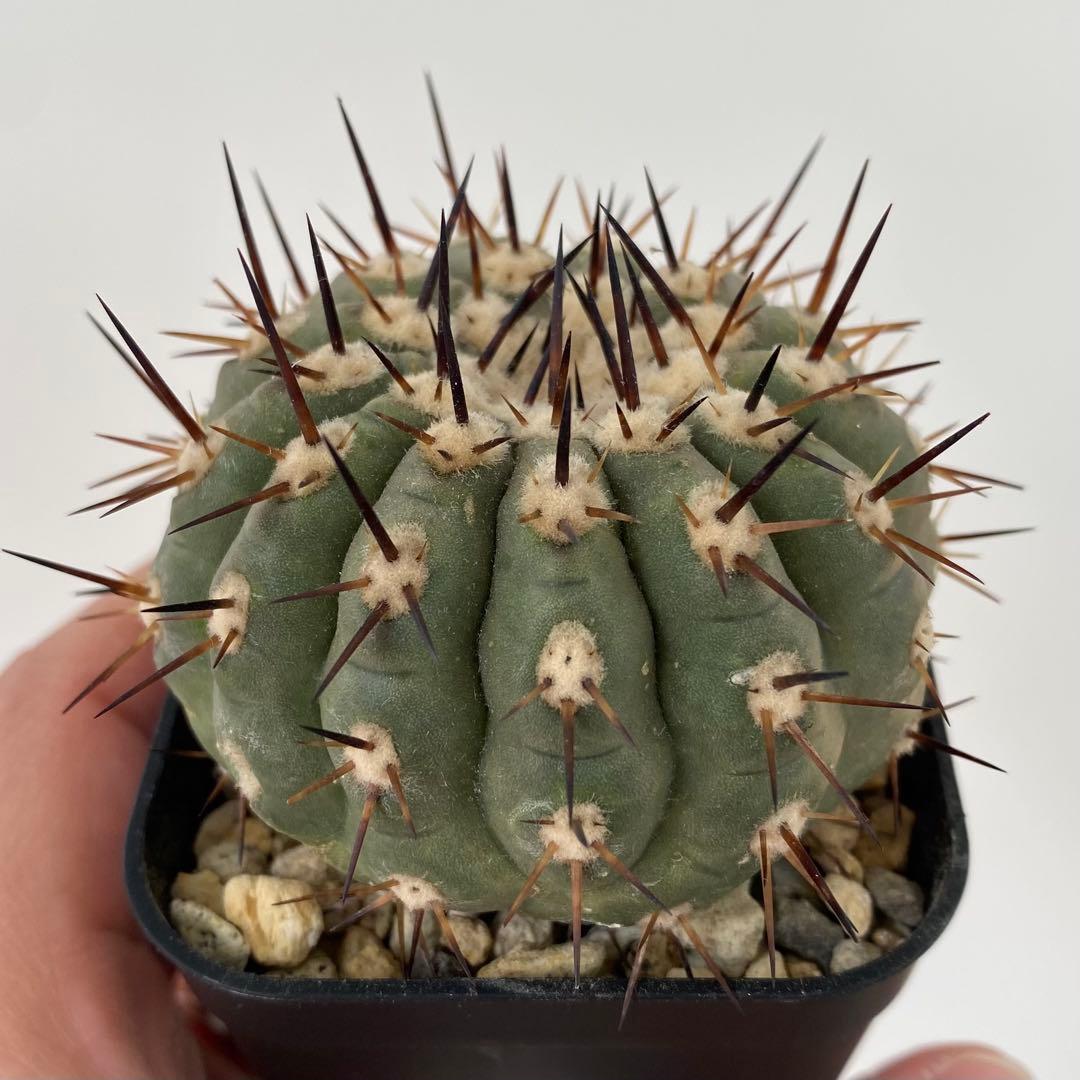 【バチバチ発根済】　扁平　コピアポア　シネレア　黒王丸　07