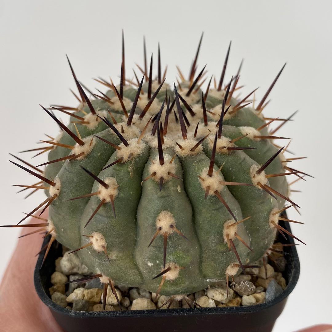 【バチバチ発根済】　扁平　コピアポア　シネレア　黒王丸　07