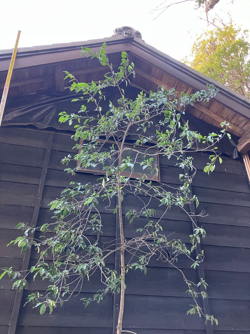 21 山採り　ソヨゴ　メス木