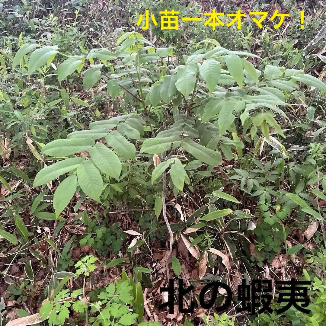 北の蝦夷　鬼胡桃の特大苗木　1メートル50センチ