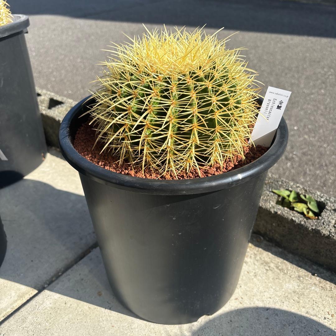 キンシャチ　サボテン　金鯱　8号寸　ロックガーデン
