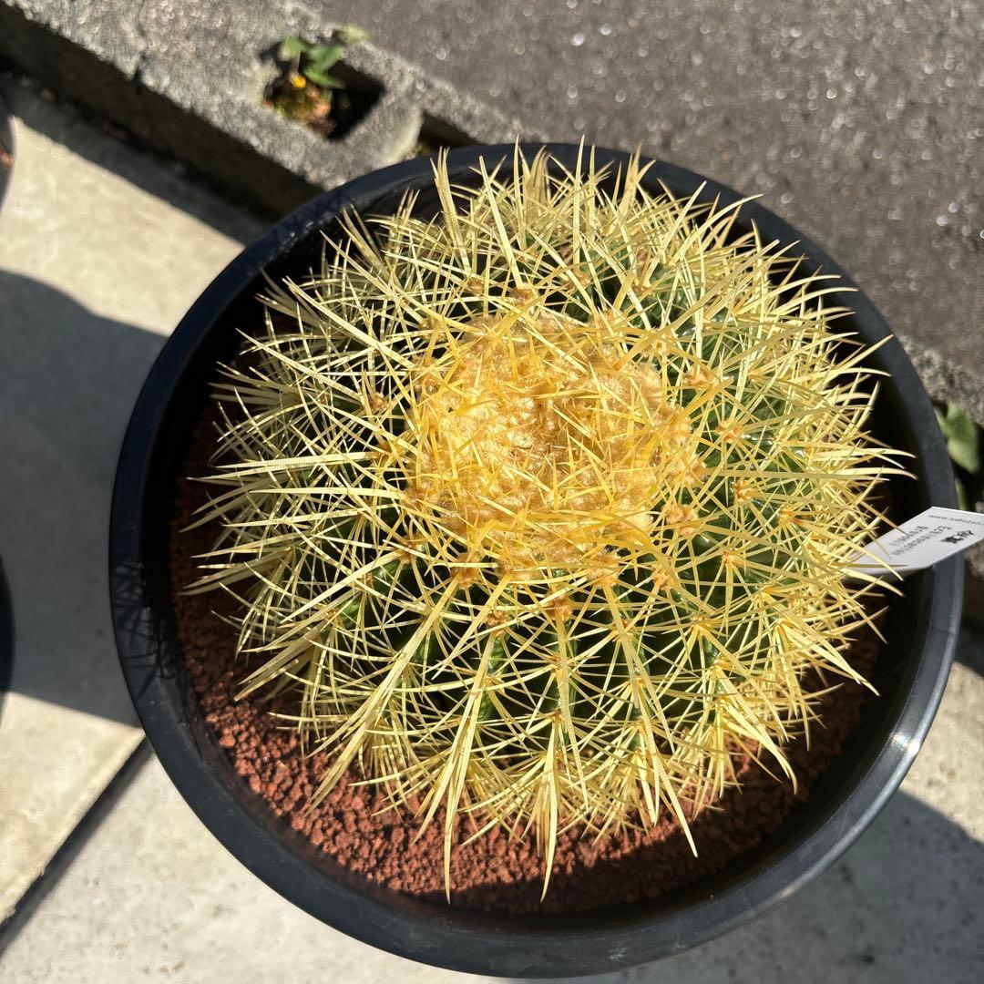 キンシャチ　サボテン　金鯱　8号寸　ロックガーデン