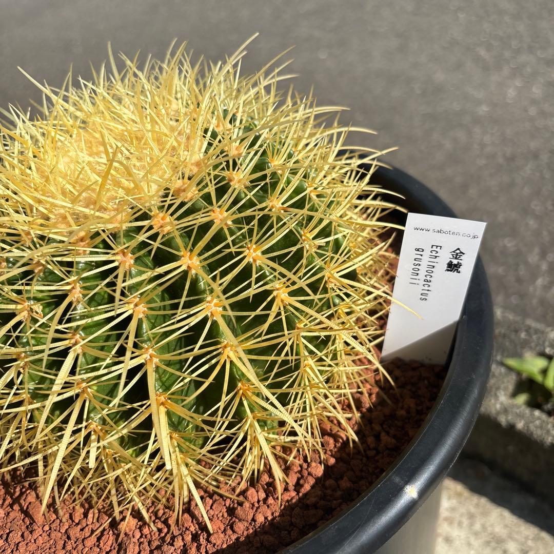 キンシャチ　サボテン　金鯱　8号寸　ロックガーデン