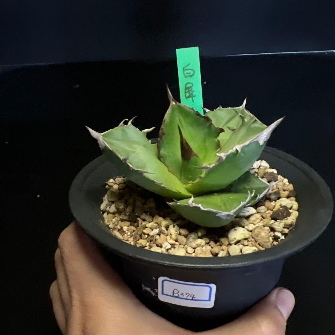 SALE‼️ アガベチタノタ白犀牛‼️14800-4900