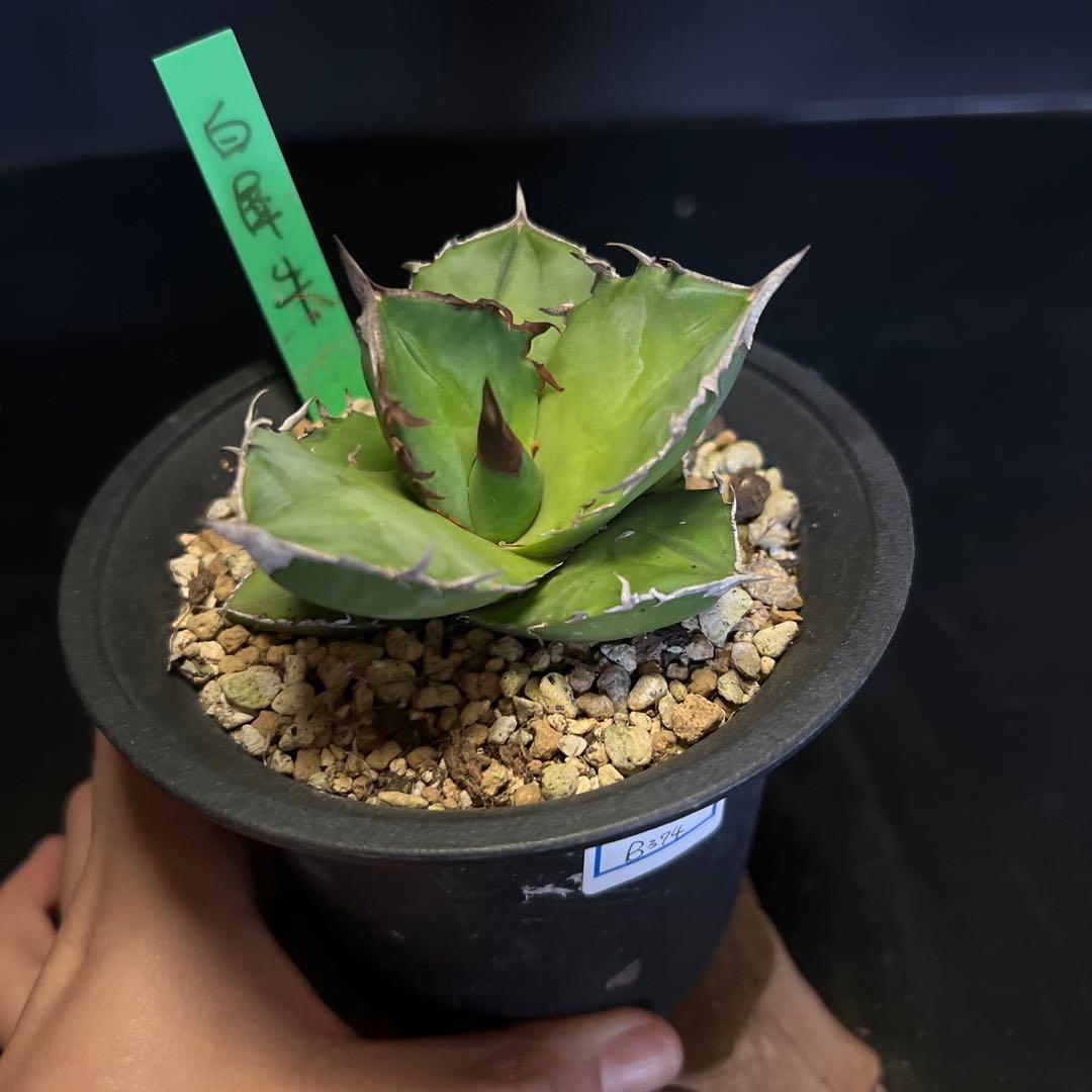 SALE‼️ アガベチタノタ白犀牛‼️14800-4900