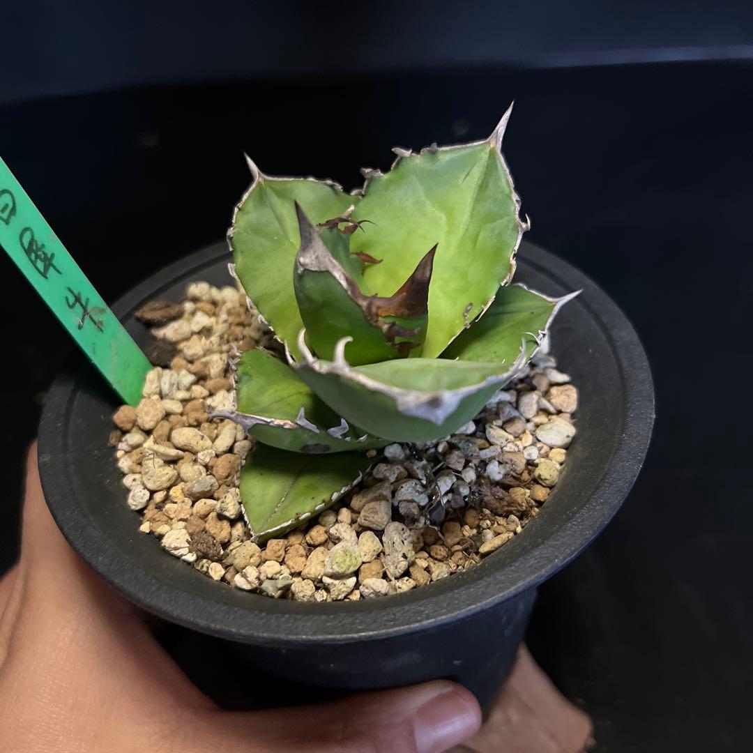 SALE‼️ アガベチタノタ白犀牛‼️14800-4900