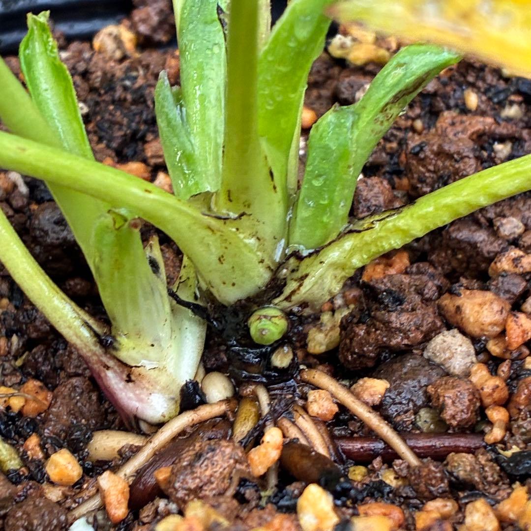 ラ*ク様 ☘️蕾付き☘️3343⭐️小輪⭐️芳香⭐️オーレアX ボッコネイ⭐️大