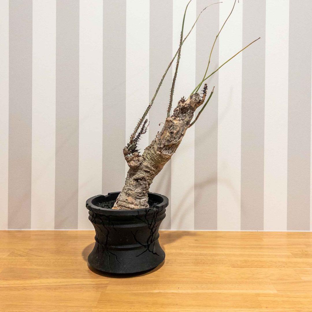 アデニア アクリアータ アクレアータ 現地球 発根済み