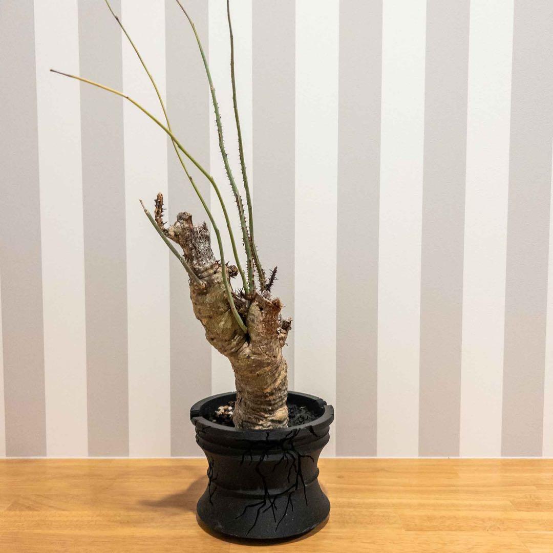 アデニア アクリアータ アクレアータ 現地球 発根済み