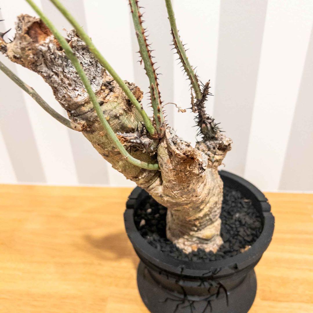 アデニア アクリアータ アクレアータ 現地球 発根済み