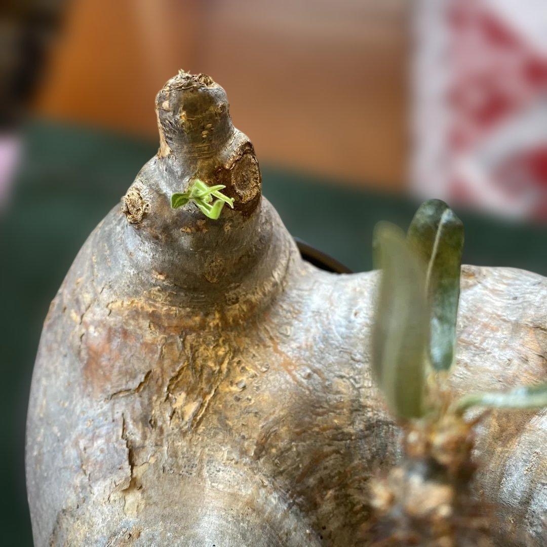 グラキリス大 重量級 現地球