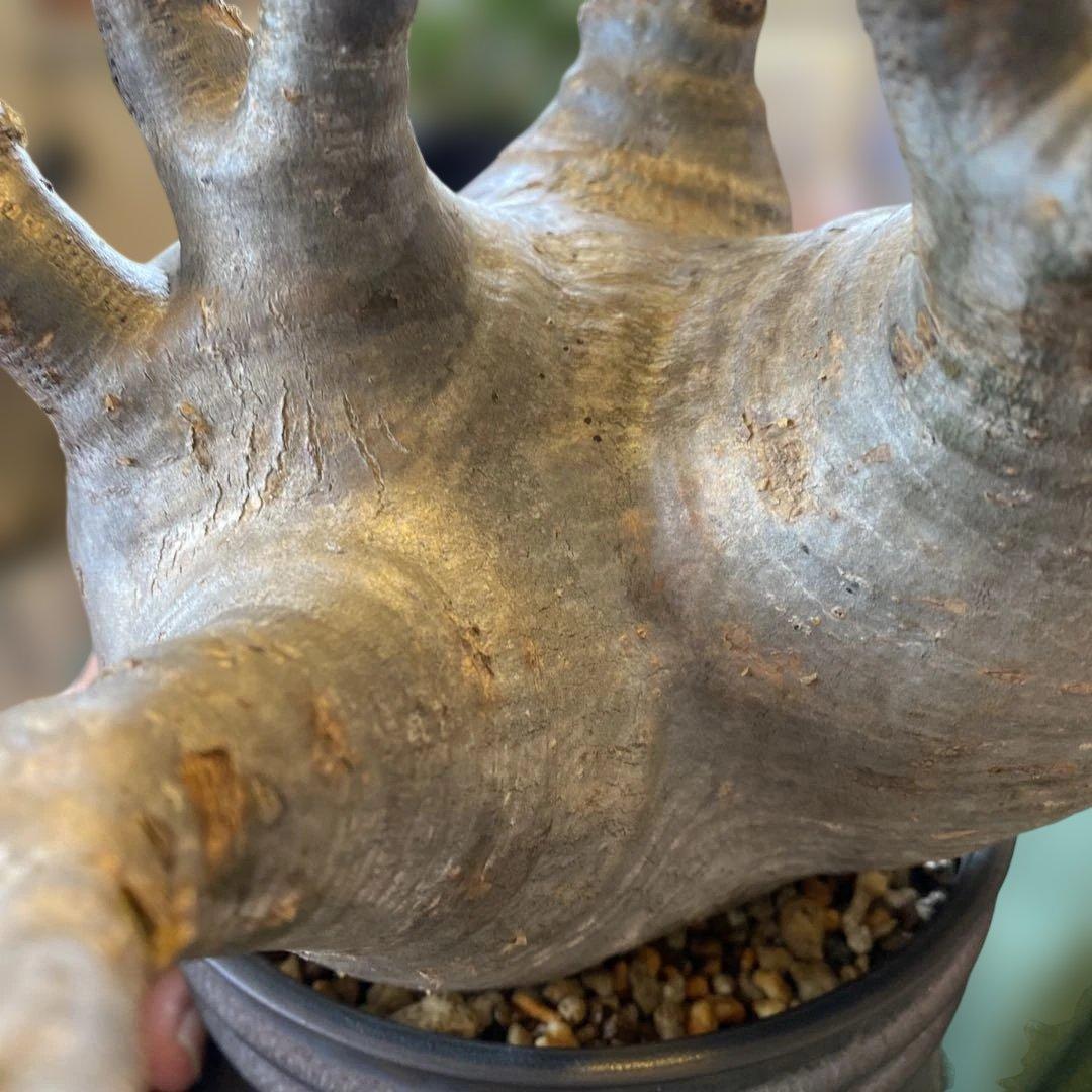 グラキリス大 重量級 現地球