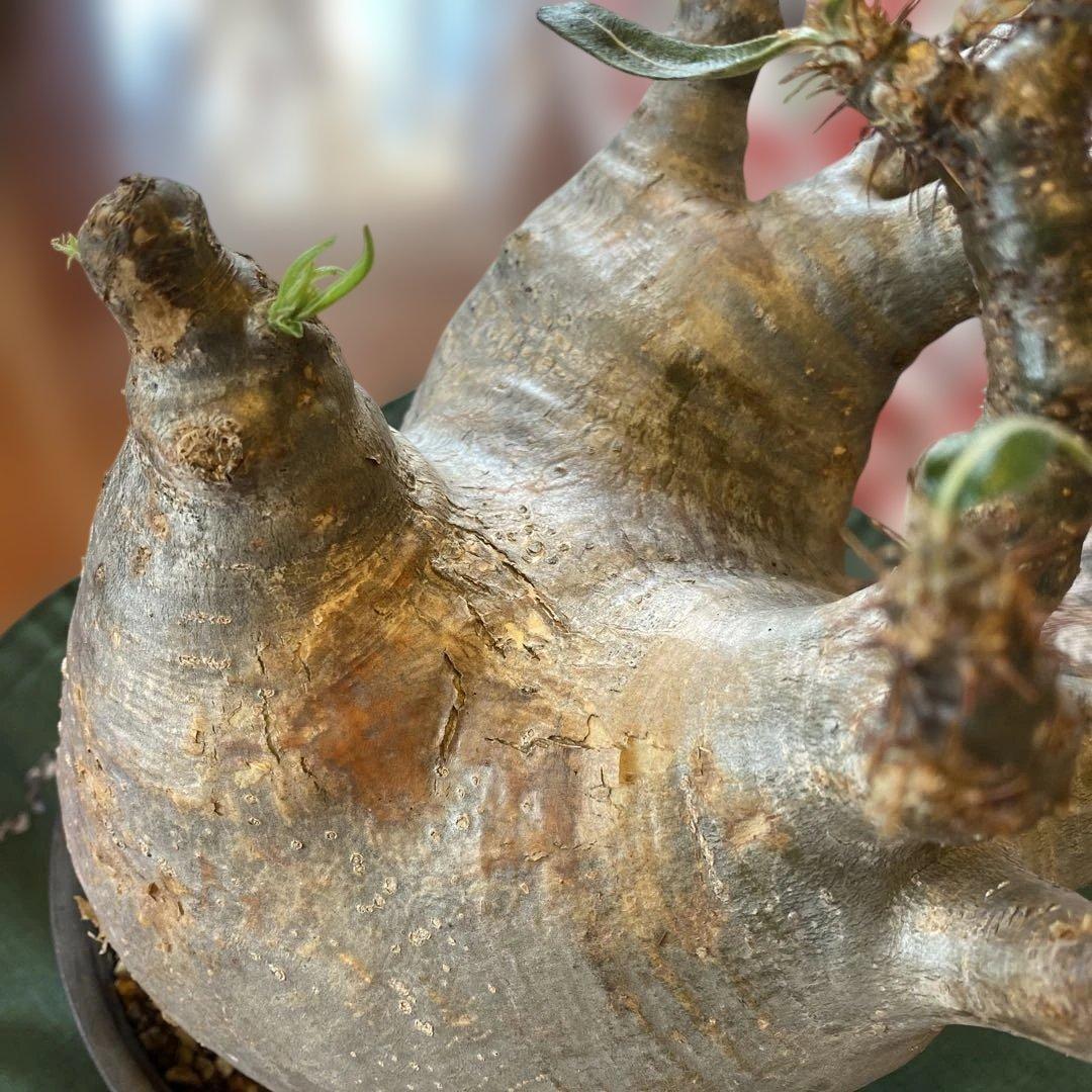 グラキリス大 重量級 現地球