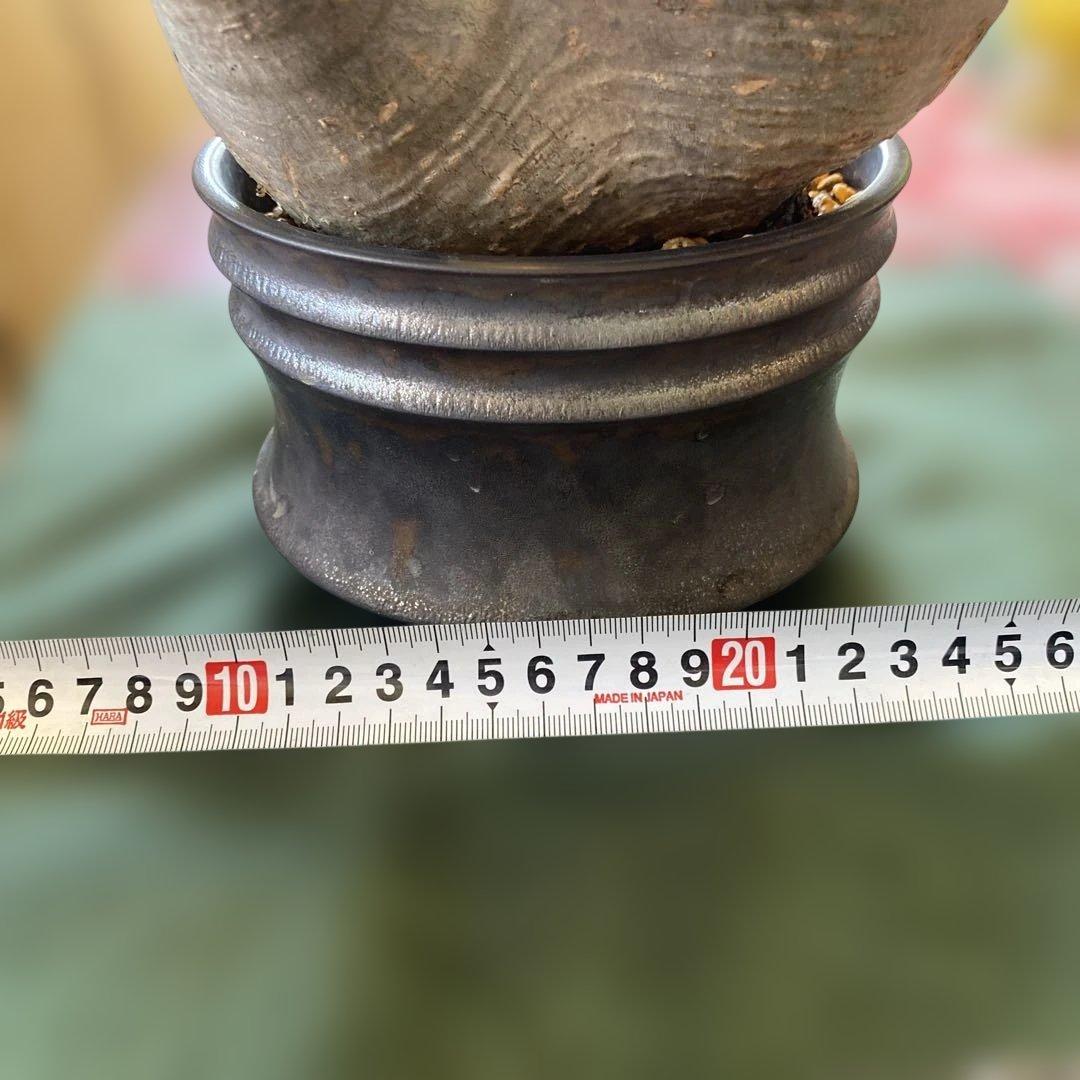 グラキリス大 重量級 現地球