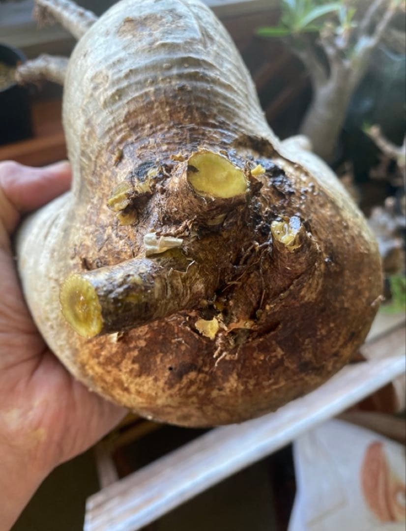 グラキリス大 重量級 現地球