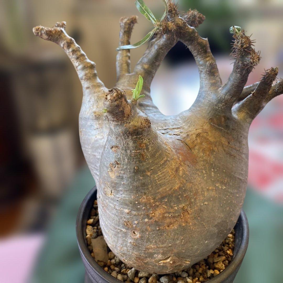 グラキリス大 重量級 現地球