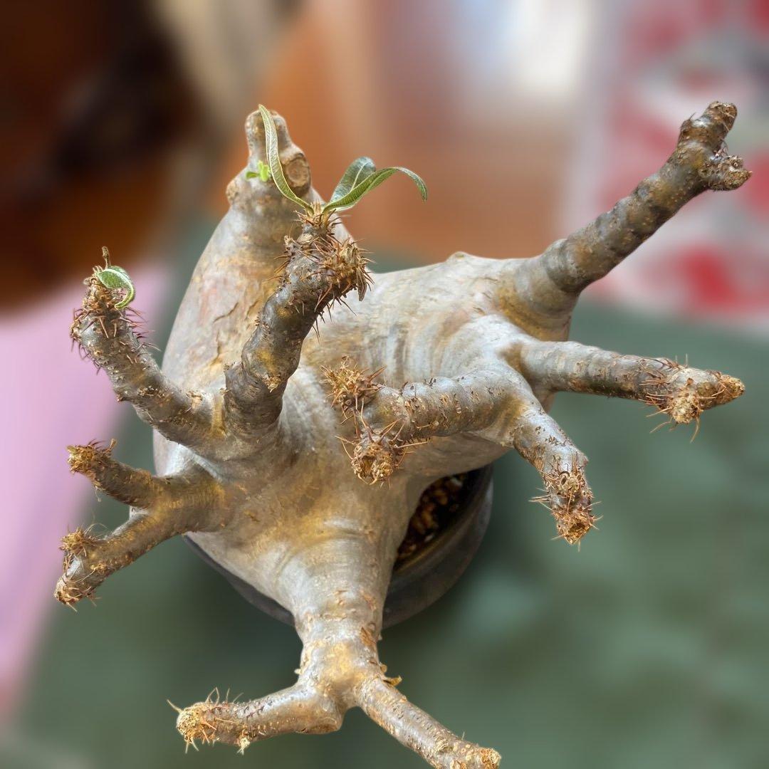 グラキリス大 重量級 現地球