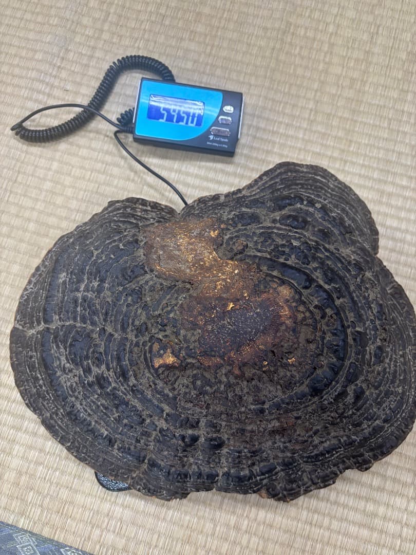 天然採取　猿の腰掛け（サルノコシカケ)　特大貴重品